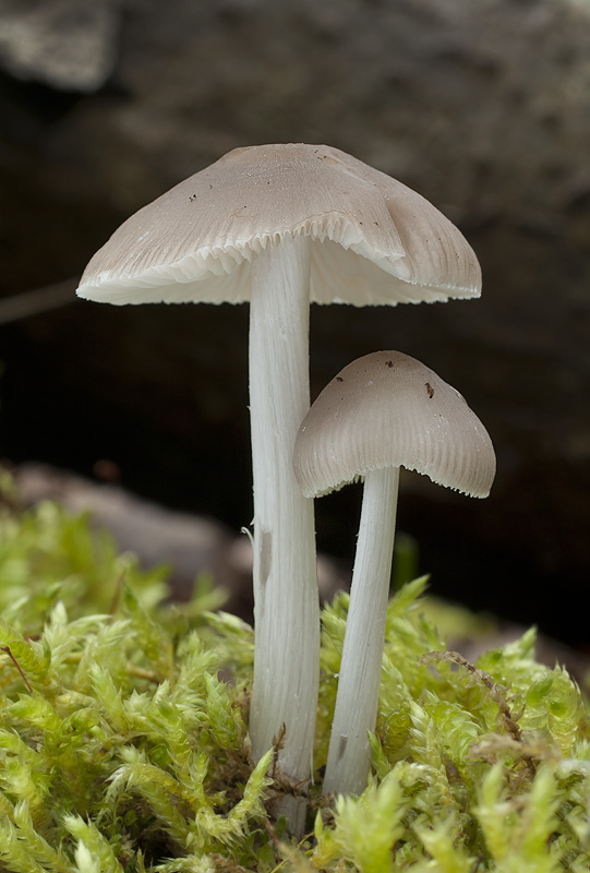 Mycena niveipes